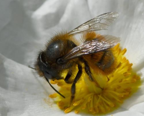 Osmia tricornis